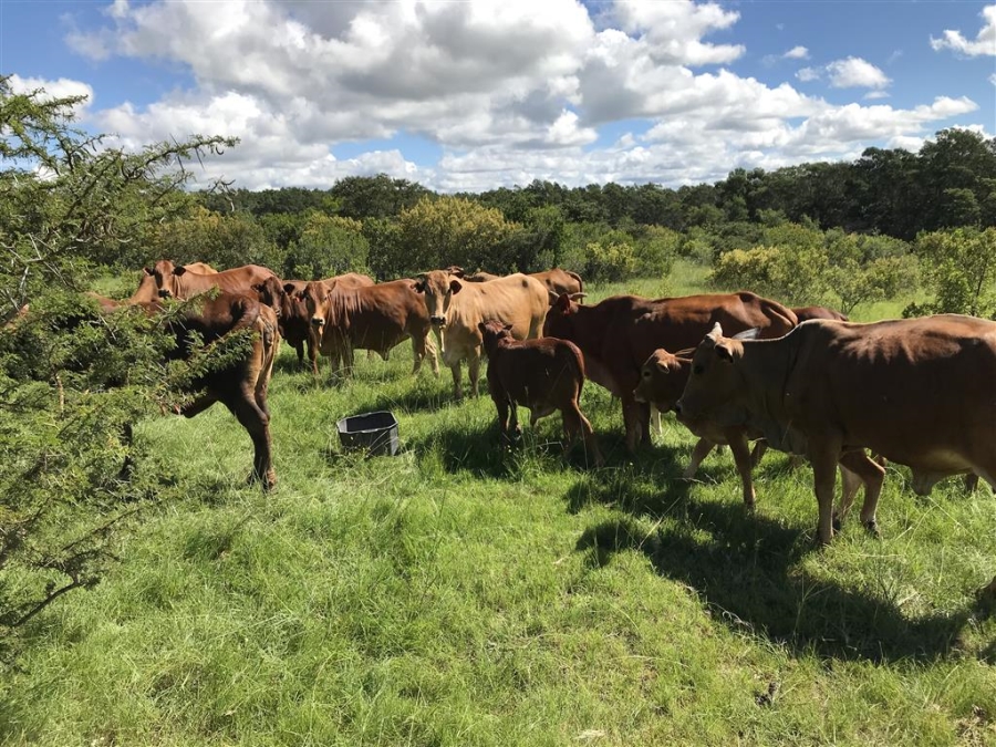 Commercial Property for Sale in Bathurst Rural Eastern Cape